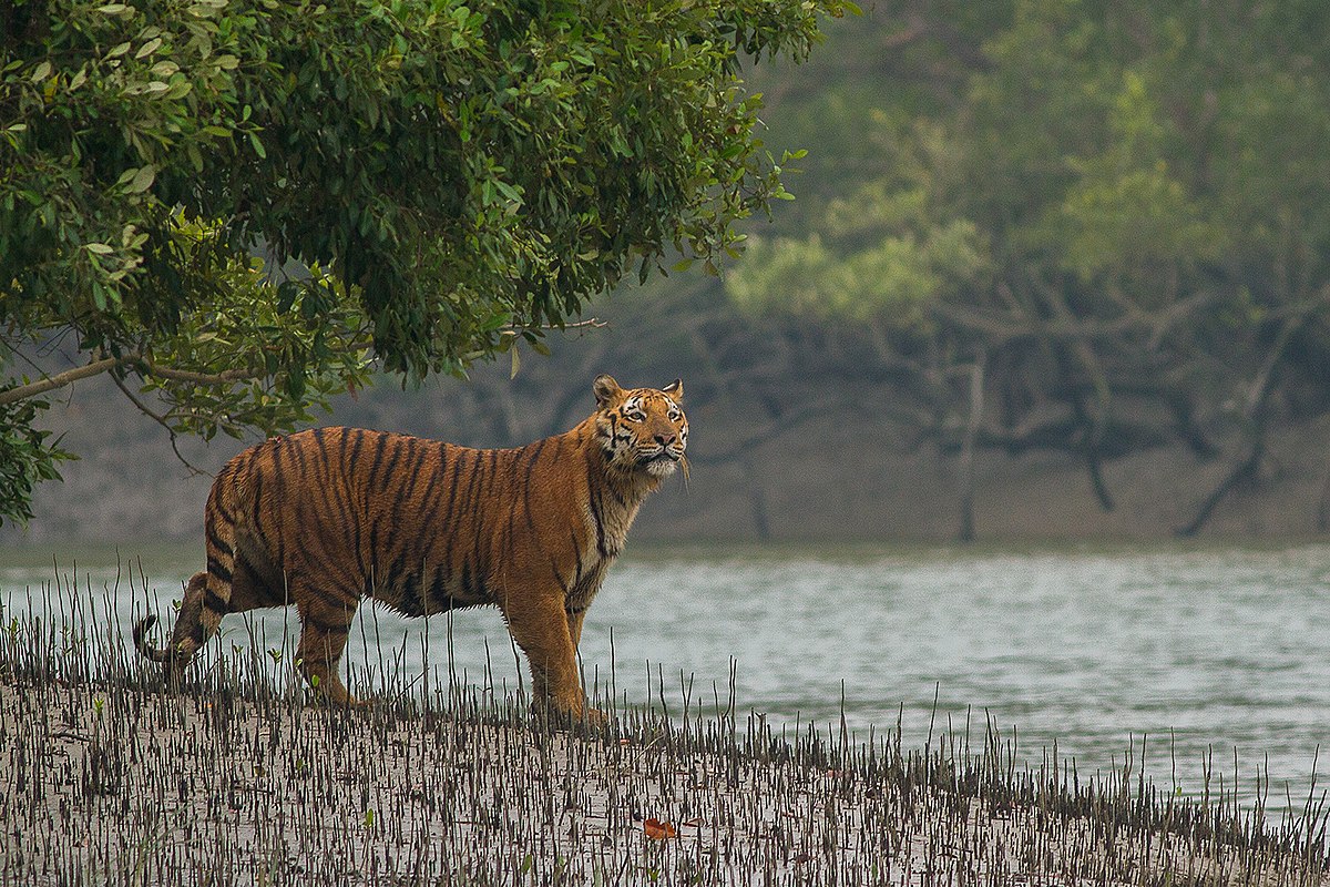 সুন্দরবন তথ্যসেবা