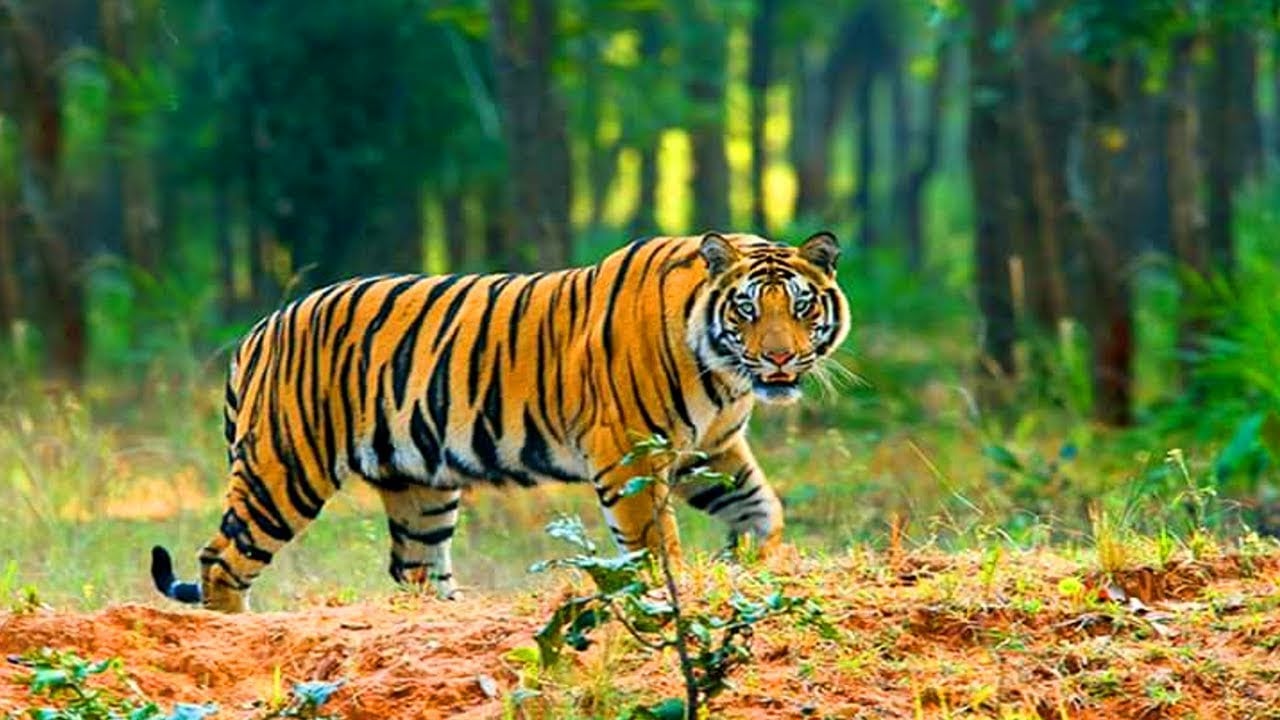 সুন্দরবন